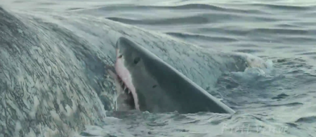 Video: Diver captures footage of 5 huge sharks feeding on a sperm whale