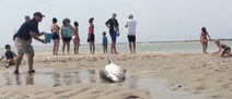 Video: Amazing footage shows people saving a beached Great White Shark