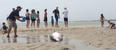 Video: Amazing footage shows people saving a beached Great White Shark