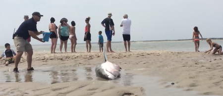Video: Amazing footage shows people saving a beached Great White Shark