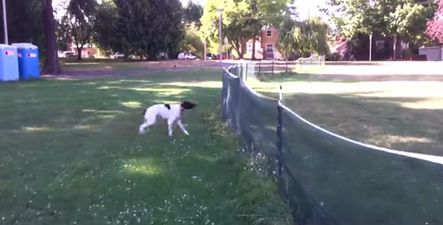 Video: Dog turns embarrassing fail into ninja-esque front flip