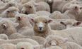 Pic: Proof that sheep in Kerry are a law onto themselves