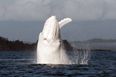 Pics: A massive White Humpback Whale is spotted off the coast of Cork