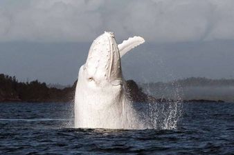 Pics: A massive White Humpback Whale is spotted off the coast of Cork