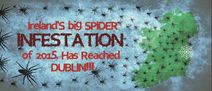 VIDEO: Ireland’s big spider infestation of 2015 has reached Dublin