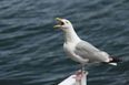 A Fianna Fáil Senator has made a ridiculous claim about seagulls in the Seanad