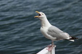 A Fianna Fáil Senator has made a ridiculous claim about seagulls in the Seanad