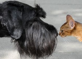 A Spanish town has granted full human rights to cats and dogs