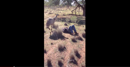 Video: Amorous emu attempts to mate with American tourist in Australia