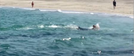 Video: We may have found the world’s most pissed off dolphin in Galway