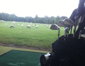 Pics: This Tullamore driving range is being overrun by sheep