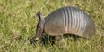 Man tries to shoot armadillo, bullet ricochets back into his face