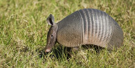 Man tries to shoot armadillo, bullet ricochets back into his face