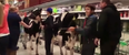 VIDEO: Cows invade a supermarket in a protest moo-vement like no other
