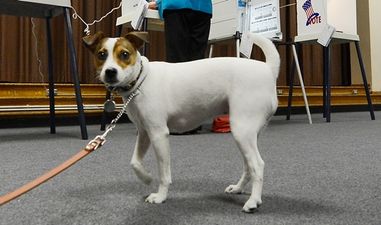 PICS: A dog was the victim of a horrific chemical attack in Waterford [Warning: Graphic Images]