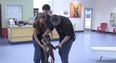 Video: Lost dog reunited with owner after 9 years apart