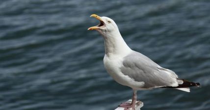 Dublin’s Port Tunnel was closed briefly this afternoon… because of a seagull