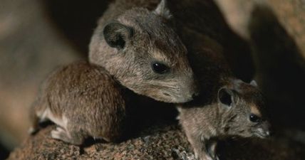 Irish householders warned to act to protect against increase of rats in homes in freezing weather