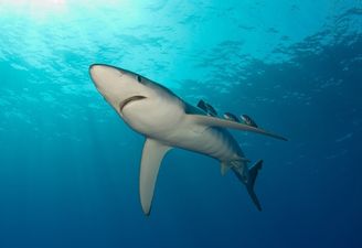 Video: Four sharks circled a boat in Cork harbour for a scary amount of time this week