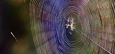 Pic: This picture of a giant spider with its babies on an electricity meter is the stuff of nightmares