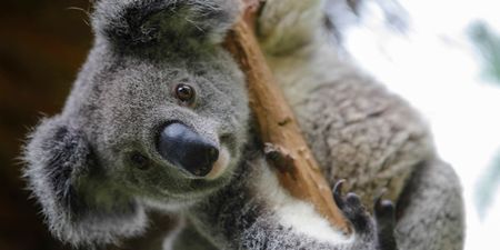 113 animal species require “urgent help” following Australian fires