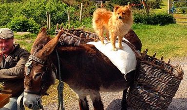 PICS: 13 of the best #OnlyInIreland photos you’ll find on Instagram