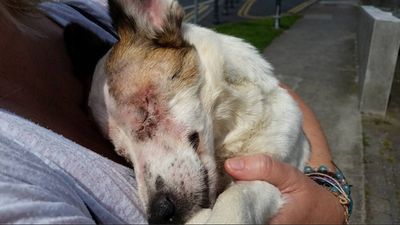 Amazing news about the little dog in Waterford that was blinded in a chemical attack
