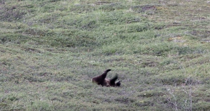 VIDEO: This bear rolling down a hill like a child will cure your Monday blues