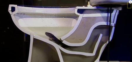 VIDEO: How easily a rat can climb up your toilet will give you nightmares