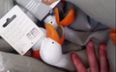 VIDEO: Man tries to annoy his girlfriend with an army of inflatable ducks