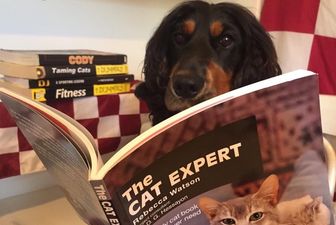 PIC: You know it’s All-Ireland final week when dogs in Galway are wearing county colours