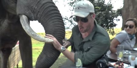 VIDEO: Incredible footage of an elephant barging into Irish people in Zimbabwe