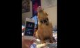 VIDEO: This Dublin dog’s reaction to hearing classical music is just priceless