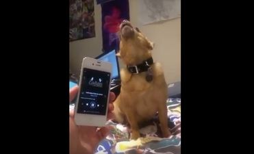 VIDEO: This Dublin dog’s reaction to hearing classical music is just priceless