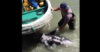 VIDEO: Extremely upsetting footage shows dolphins trying to escape from hunters in Japan