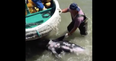 VIDEO: Extremely upsetting footage shows dolphins trying to escape from hunters in Japan