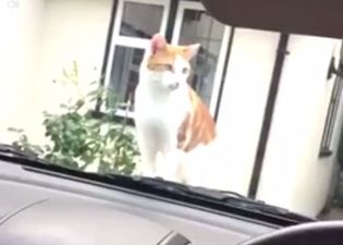 Vine: Please take six seconds to p**s yourself laughing at Jumping Cat