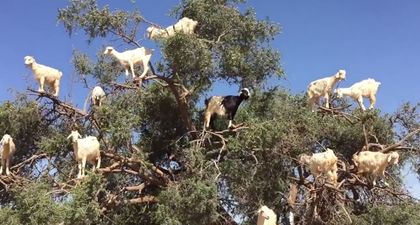 VIDEO: There are a load of goats up a tree and we have absolutely no idea why