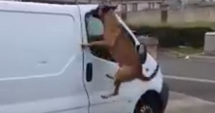 VIDEO: The love between this Dublin man and his dog is the best thing we’ve seen today