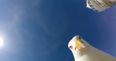 VIDEO: Hilarious footage of the moment this seagull stole a guy’s GoPro