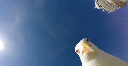 VIDEO: Hilarious footage of the moment this seagull stole a guy’s GoPro