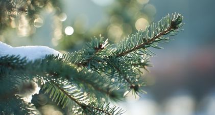 Ireland will have a White Christmas and snow until next May, predicts weather ‘guru’