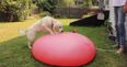 VIDEO: A dog playing with a giant water balloon in slo-mo will make you laugh