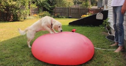 VIDEO: A dog playing with a giant water balloon in slo-mo will make you laugh