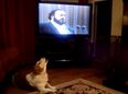 VIDEO: This clip of a dog in Cork singing along with Pavarotti is just brilliant