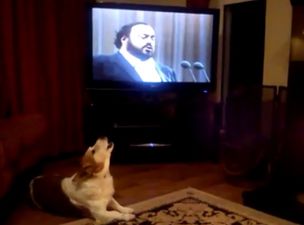 VIDEO: This clip of a dog in Cork singing along with Pavarotti is just brilliant
