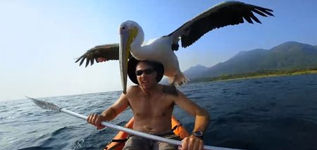 VIDEO: The incredible story of how a man and a wild pelican formed an unlikely friendship