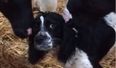 VIDEO: Nothing to see here, just a dog who thinks he’s a cow