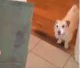 VIDEO: This Irish dog running away from random household items is gold