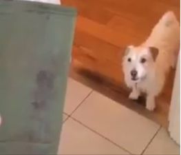 VIDEO: This Irish dog running away from random household items is gold
